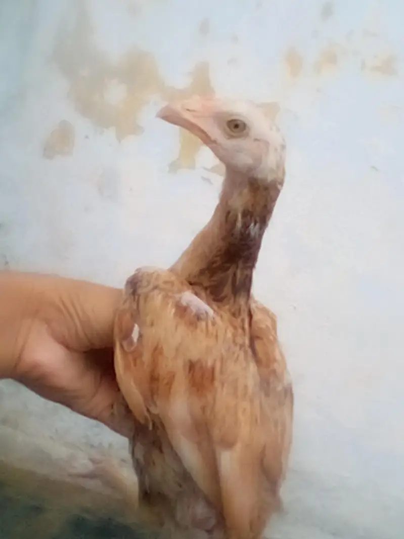Mianwali Aseel chiks — photo 4