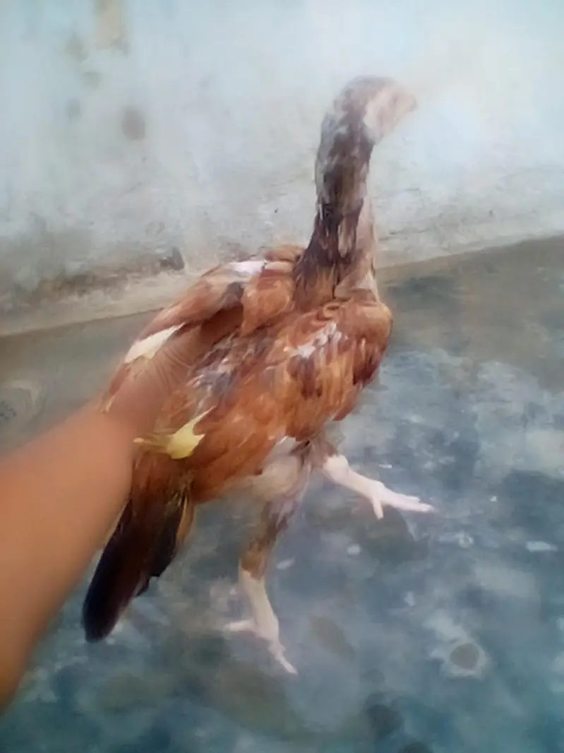 Mianwali Aseel chiks — photo 6