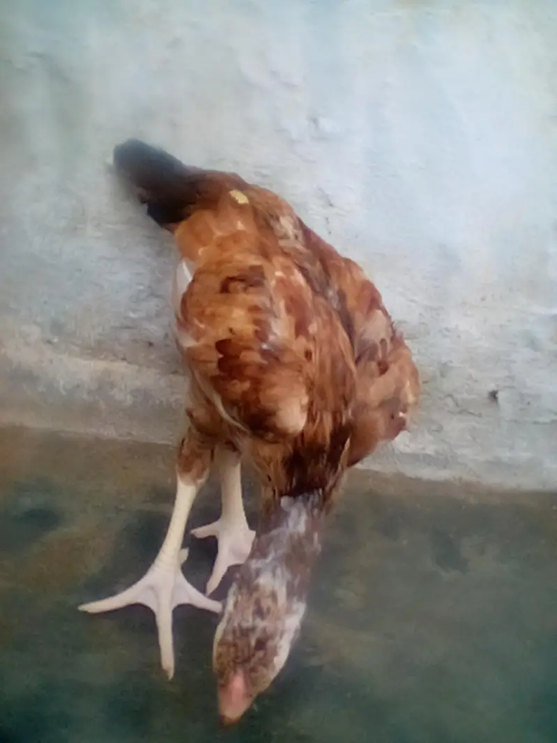 Mianwali Aseel chiks — photo 7