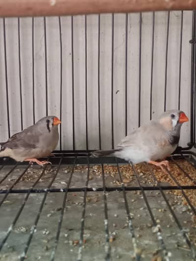 Exhibition Finch Jumbo size pair available