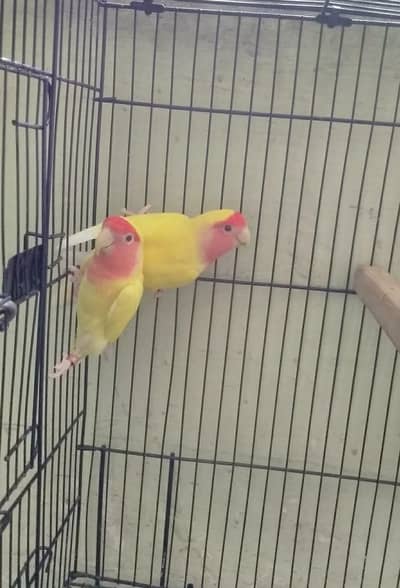 Lutino Peach Face Lovebird Pair for Sale