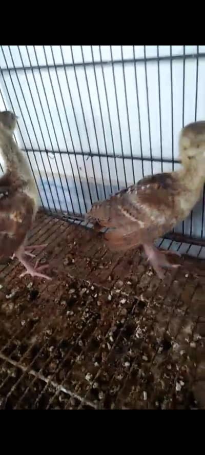 peacock chicks available at low cost