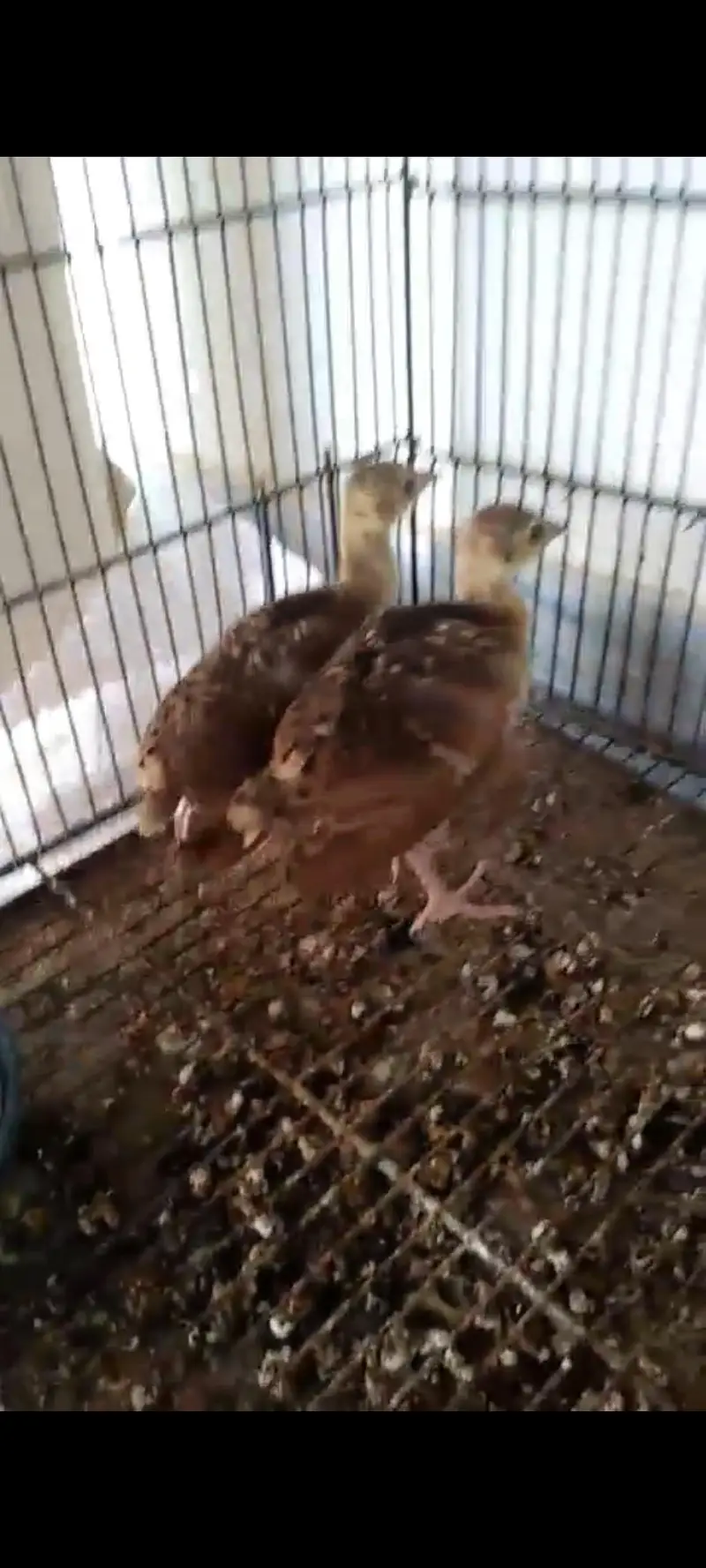peacock chicks available at low cost — photo 2