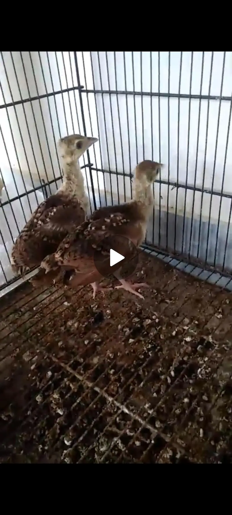 peacock chicks available at low cost — photo 3