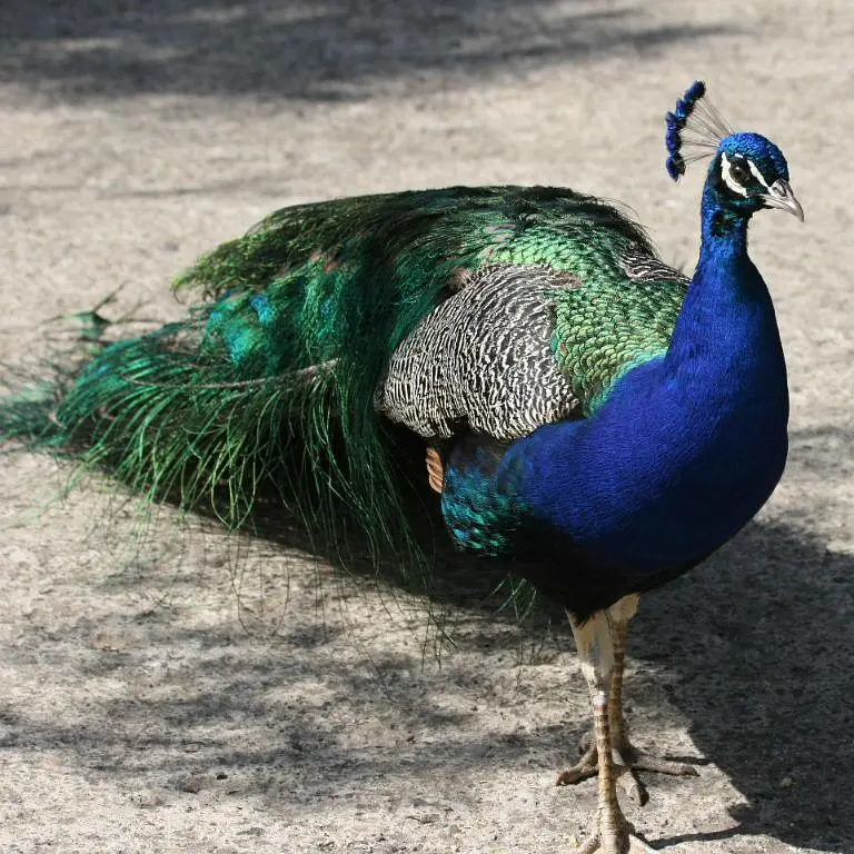 peacock chicks available at low cost — photo 4