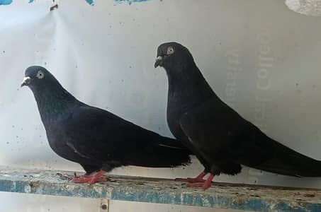 kala zakh breeder pair with two chicks
