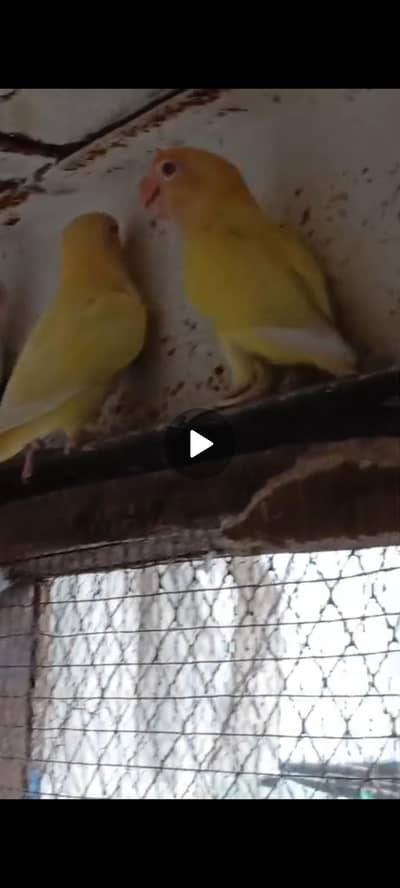 albino red eyes