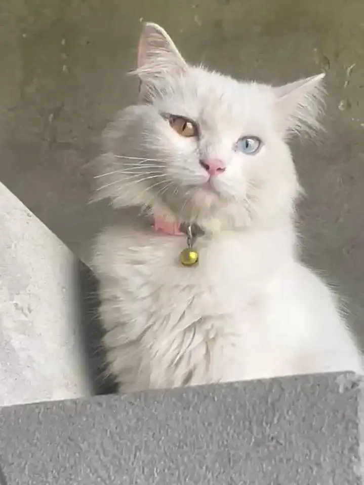 Pure Persian Cat with Odd Eyes (Blue & Golden) – Healthy & Beautiful — photo 2