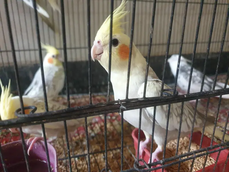 Cocktail — photo 9