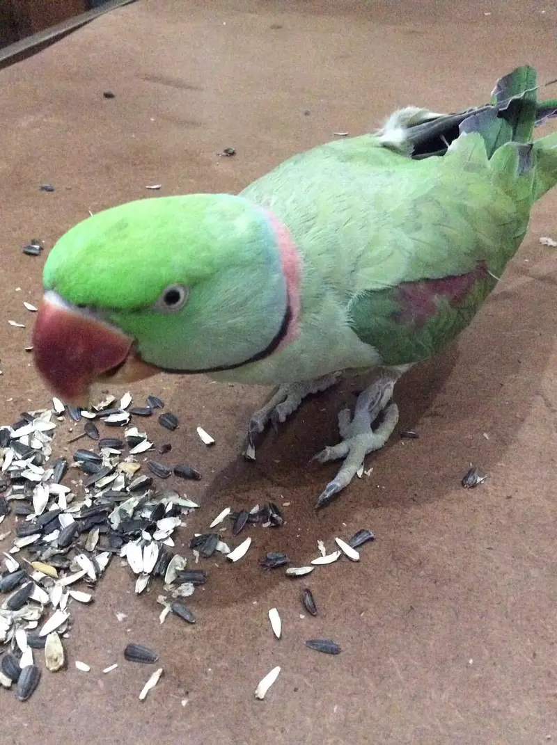 raw jora for sale  male female — photo 5