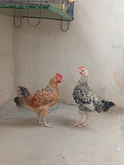 misri hen/hen/chicks/murga/murgi