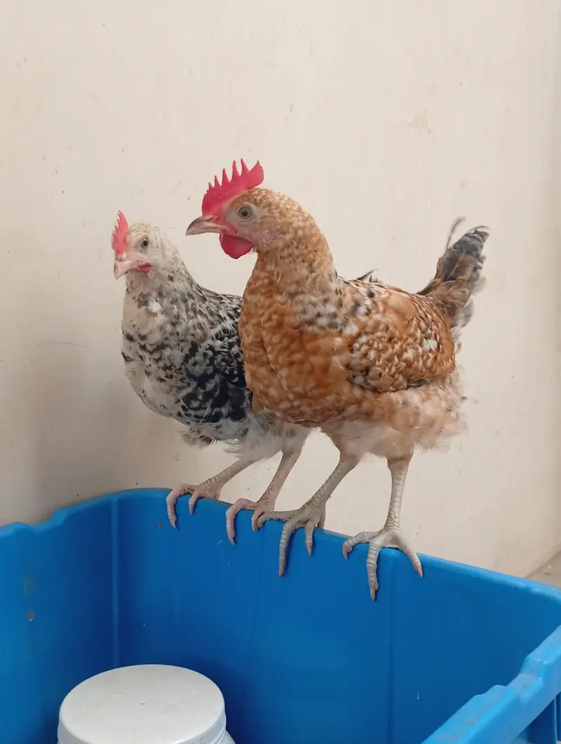 misri hen/hen/chicks/murga/murgi — photo 2
