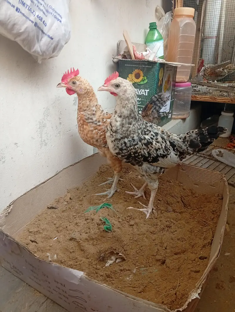 misri hen/hen/chicks/murga/murgi — photo 3