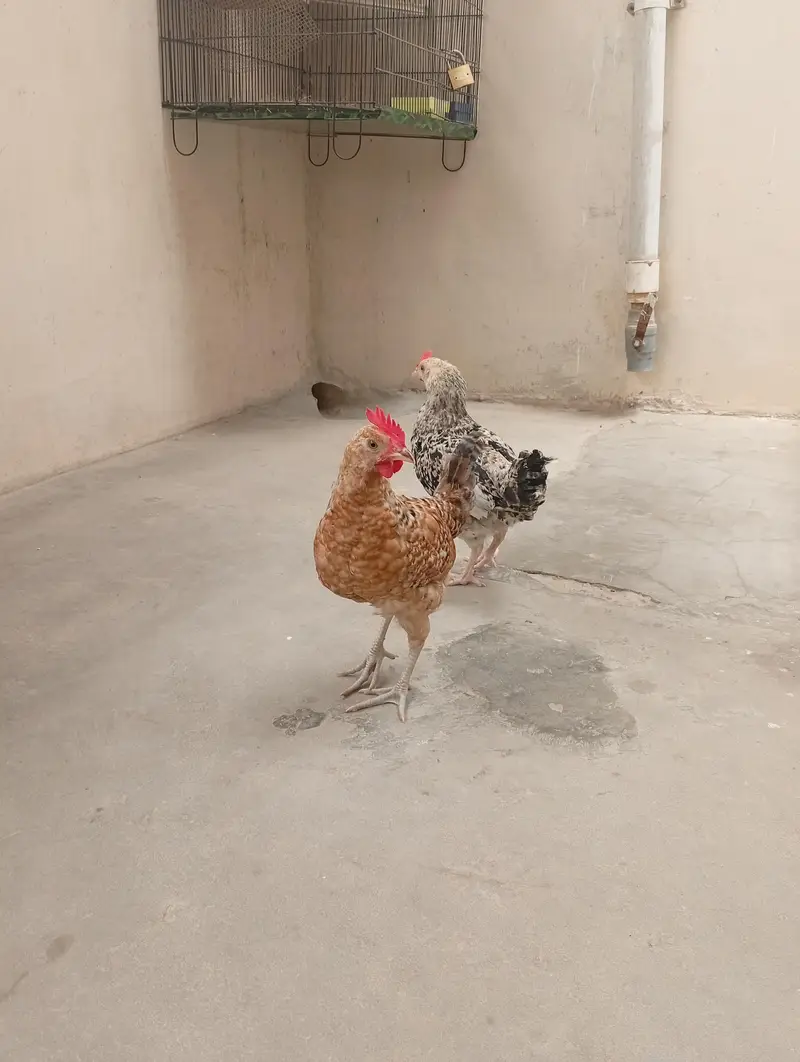 misri hen/hen/chicks/murga/murgi — photo 4