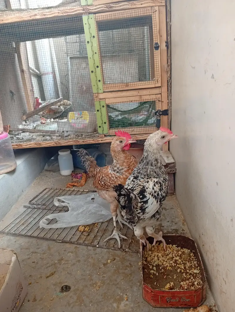 misri hen/hen/chicks/murga/murgi — photo 5