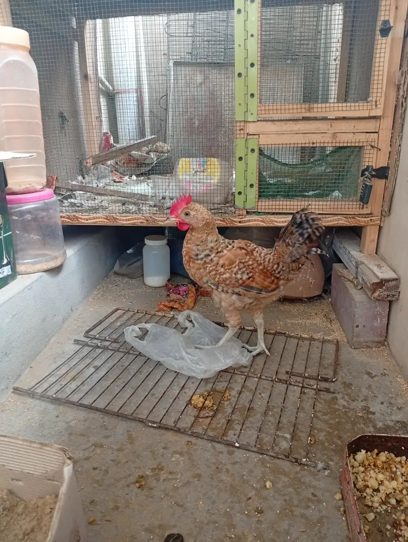 misri hen/hen/chicks/murga/murgi — photo 6