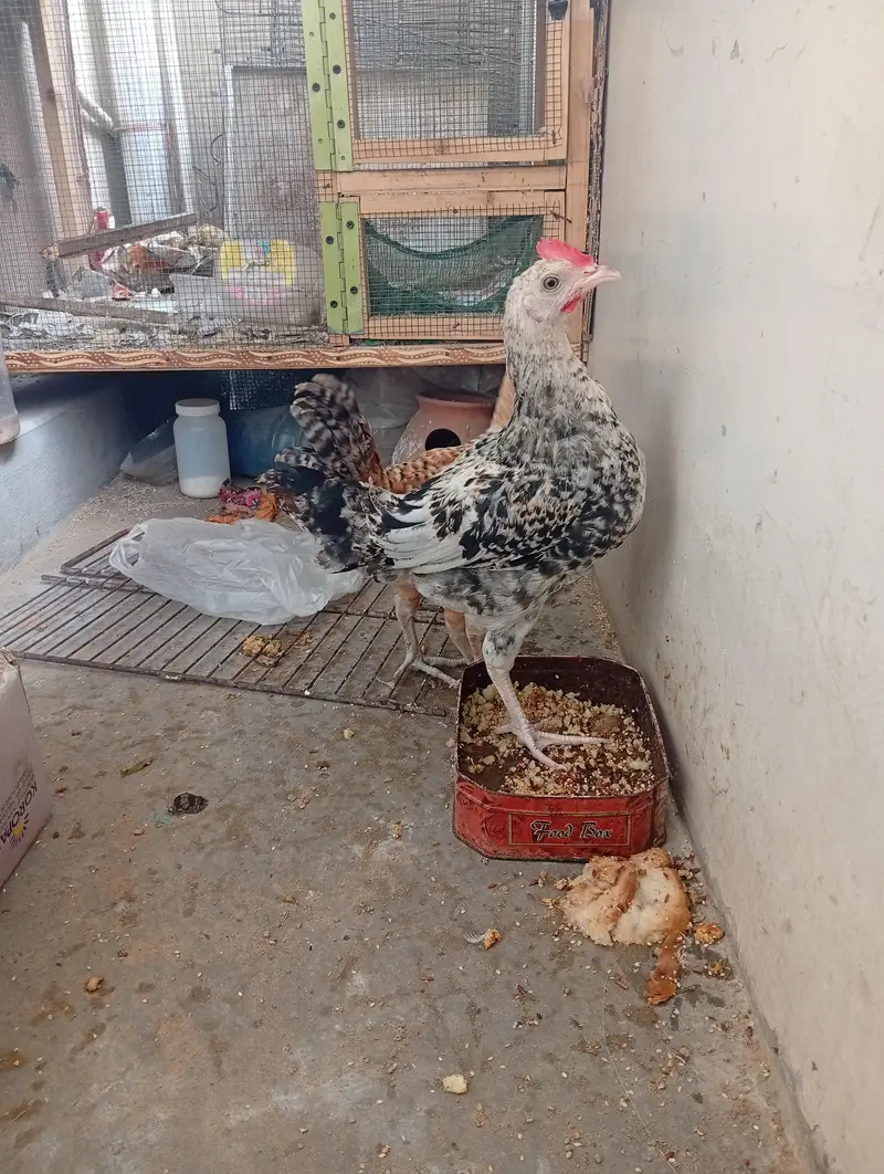 misri hen/hen/chicks/murga/murgi — photo 7
