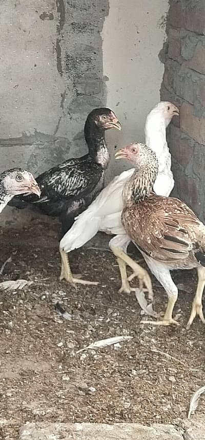sale chicke