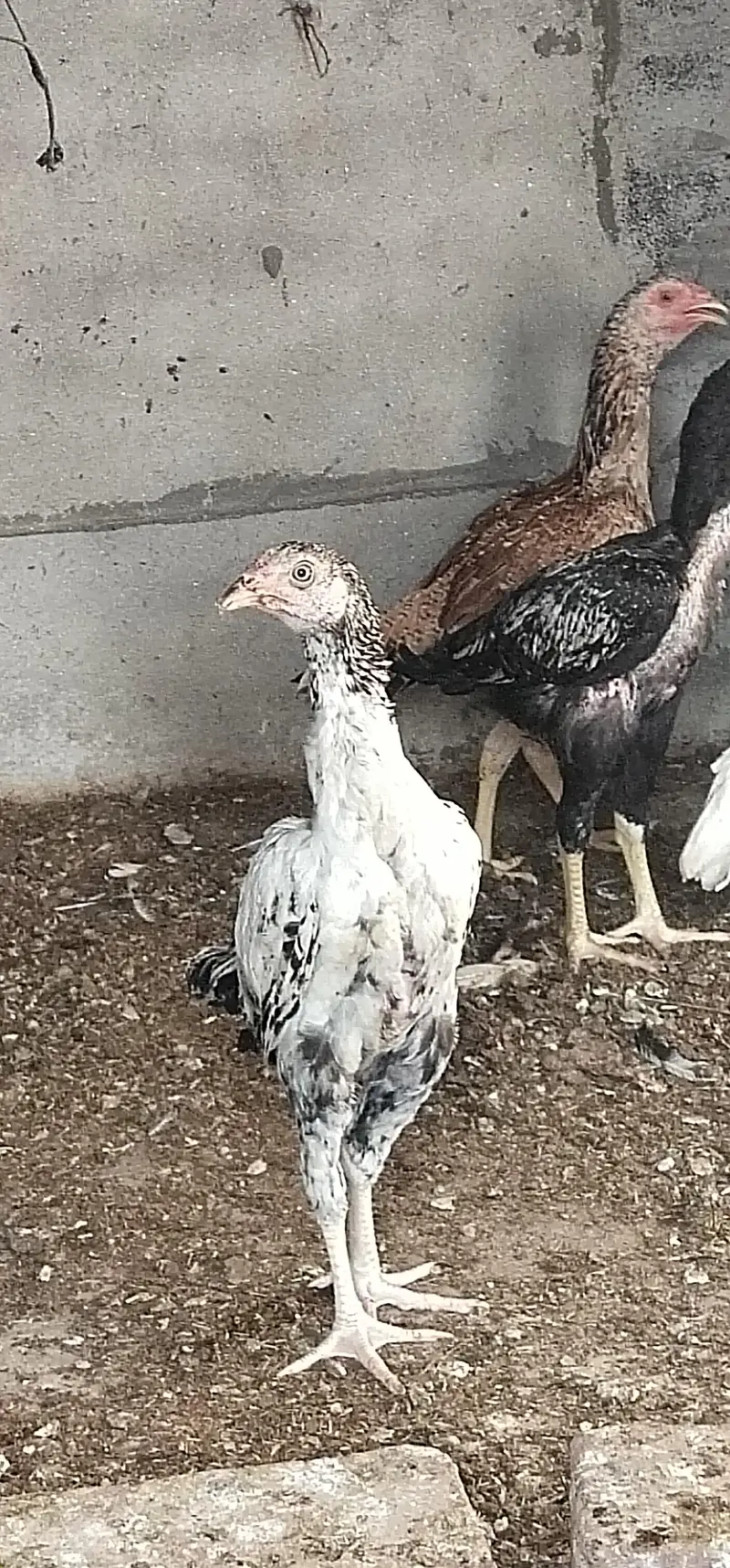 sale chicke — photo 2