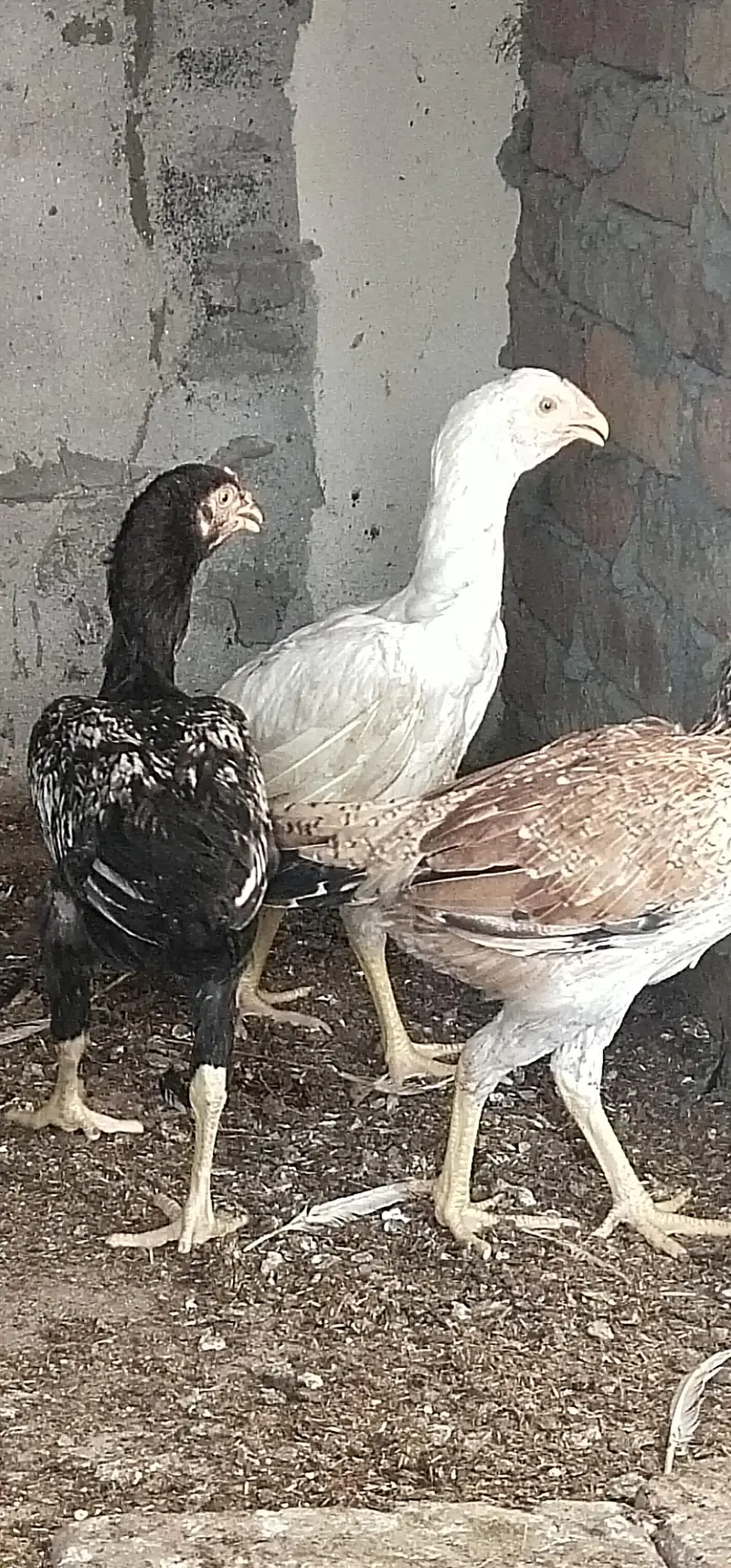 sale chicke — photo 3
