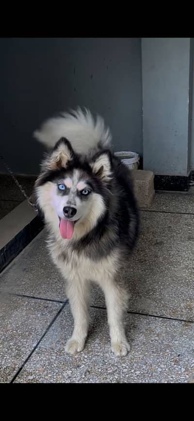 Siberian husky female