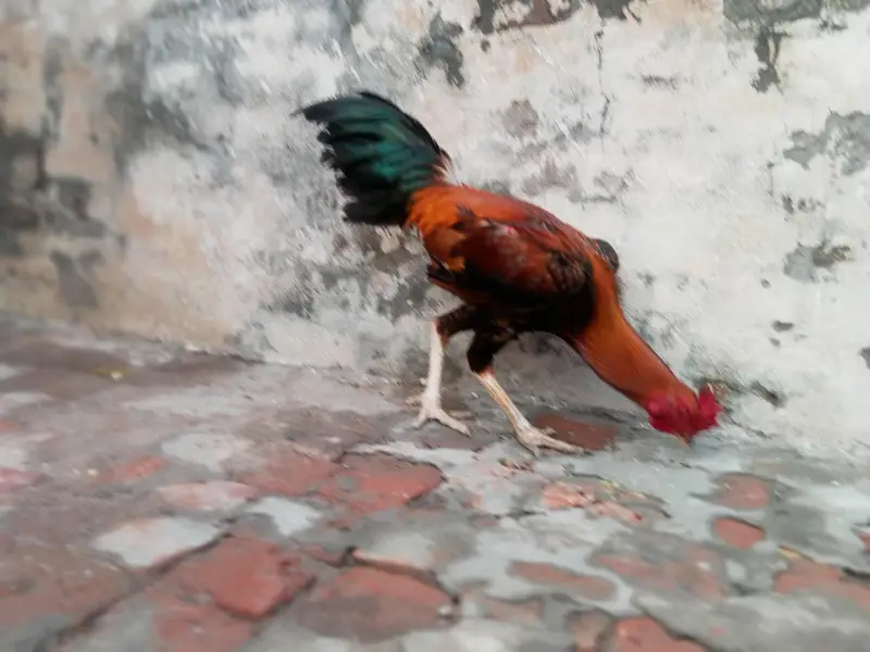 Aseel Cock — photo 2