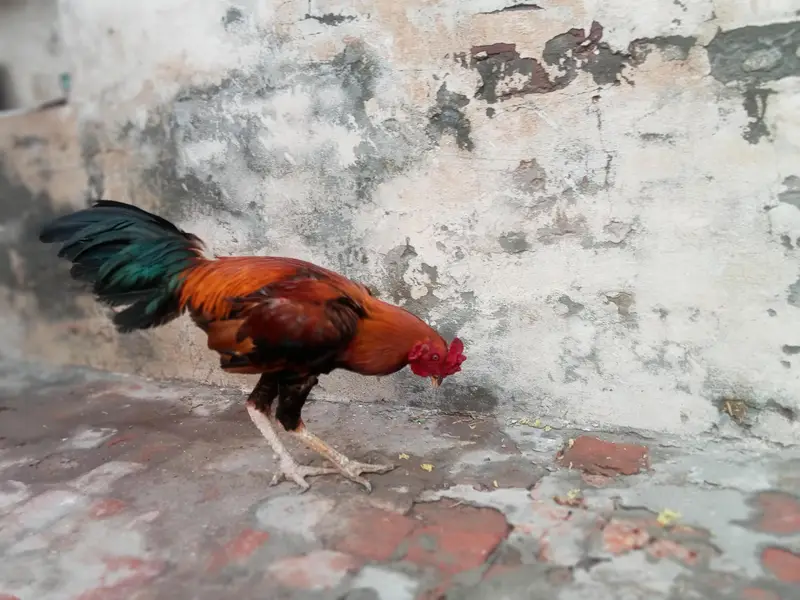 Aseel Cock — photo 3