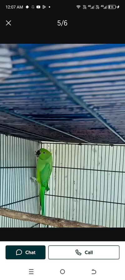 full breeder female final price 4000 only female ke price ha