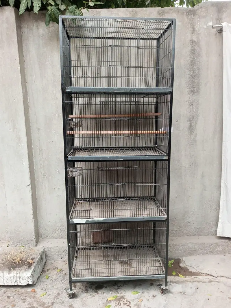 full breeder female final price 4000 only female ke price ha — photo 4