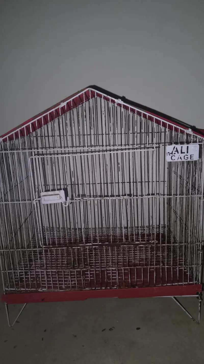 full breeder female final price 4000 only female ke price ha — photo 6