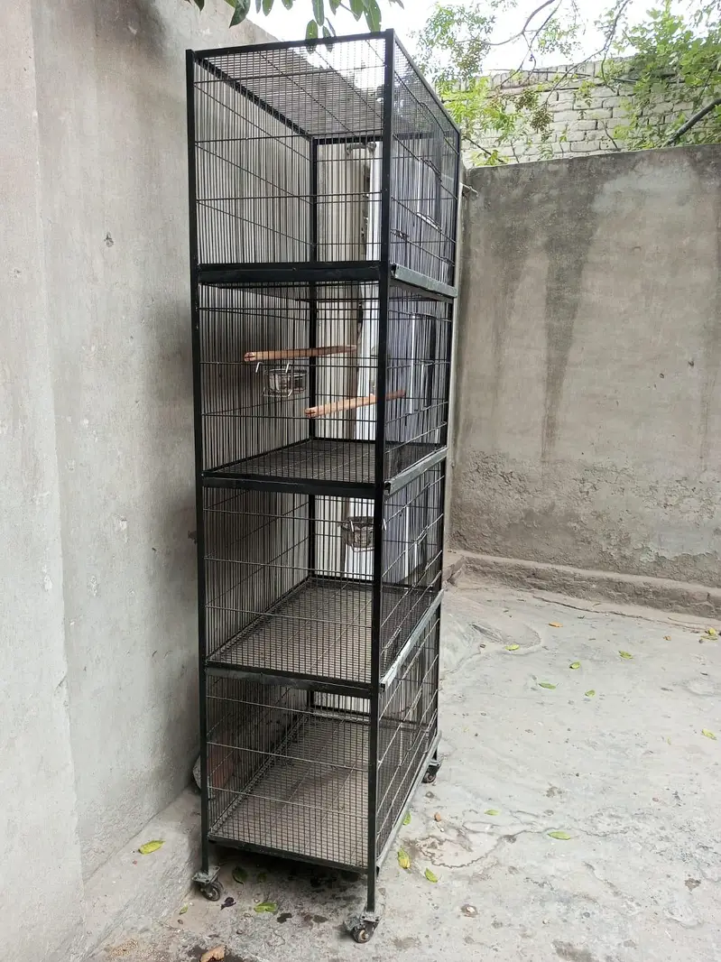 full breeder female final price 4000 only female ke price ha — photo 7