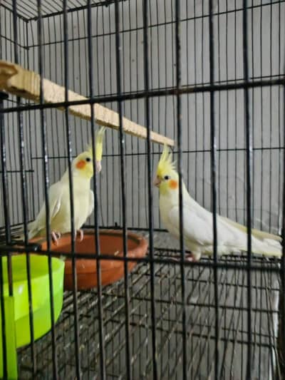 Mashallah cocktail active breedr pair