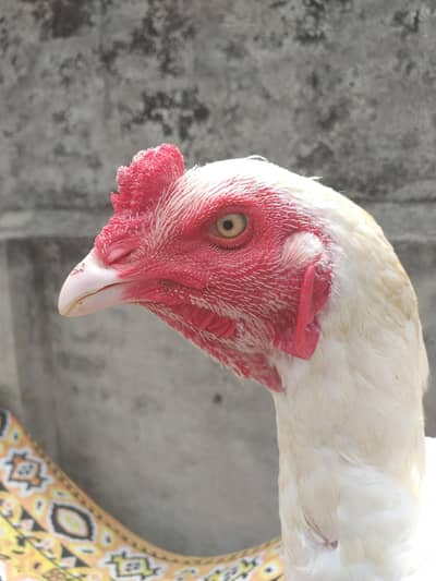 white aseel petha for sale.