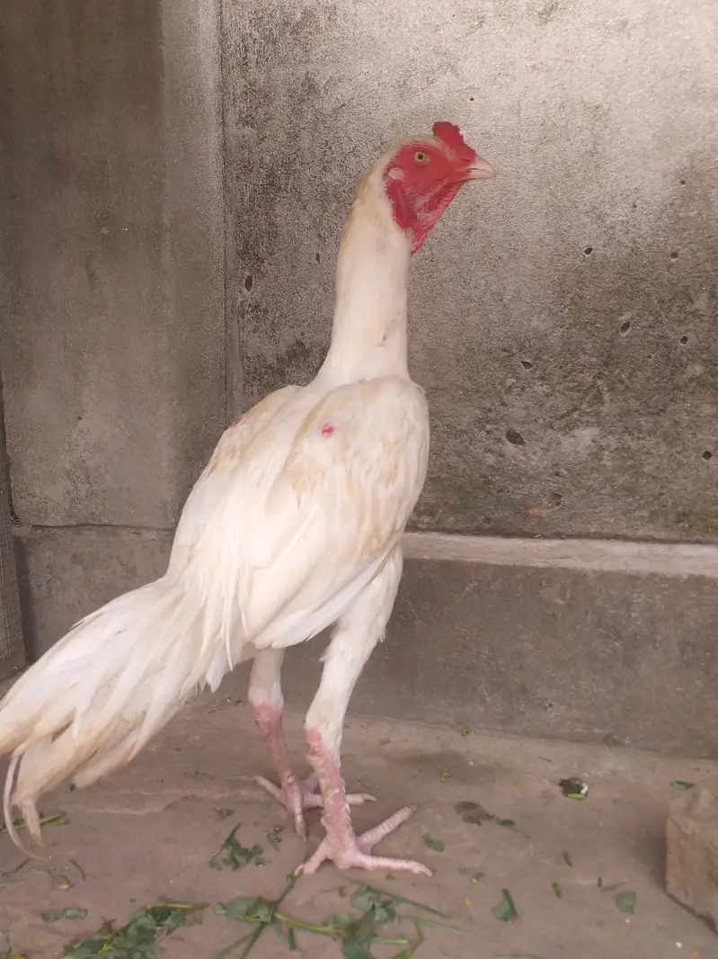 white aseel petha for sale. — photo 2
