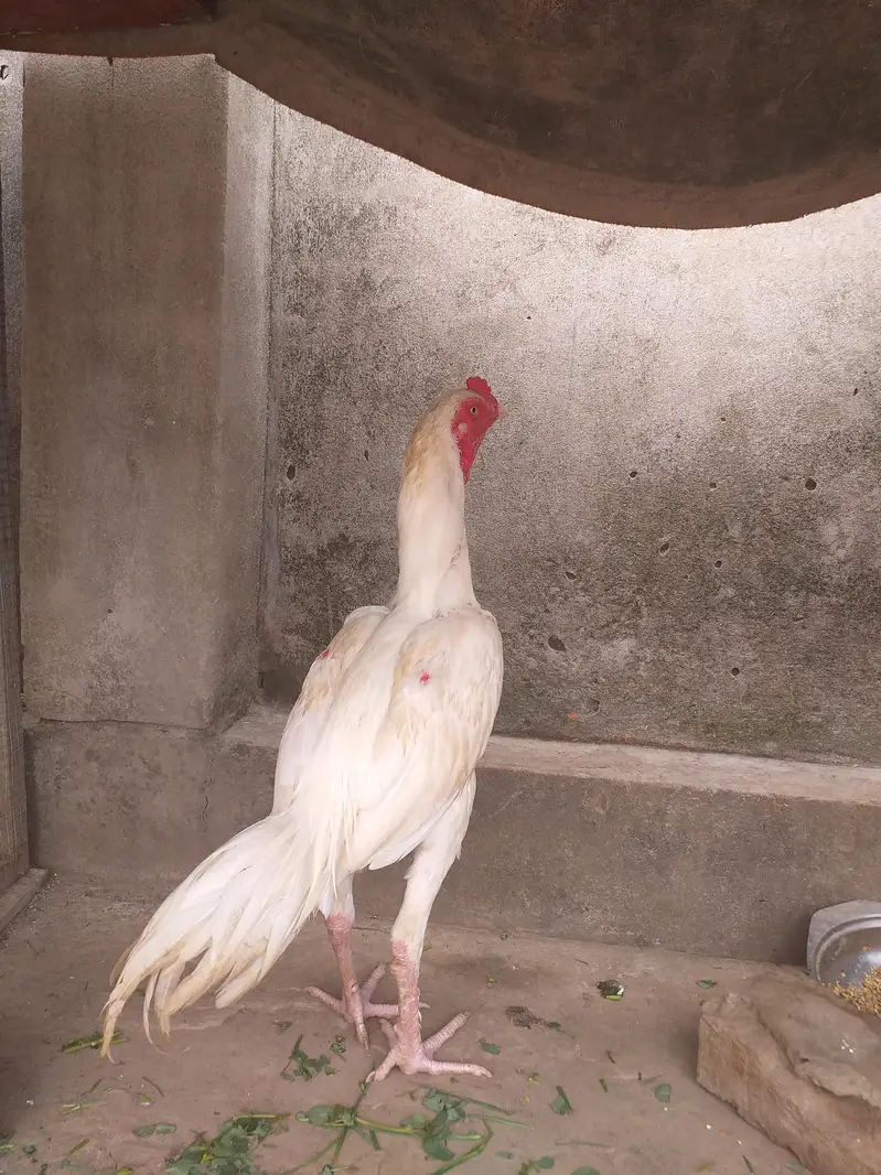 white aseel petha for sale. — photo 3