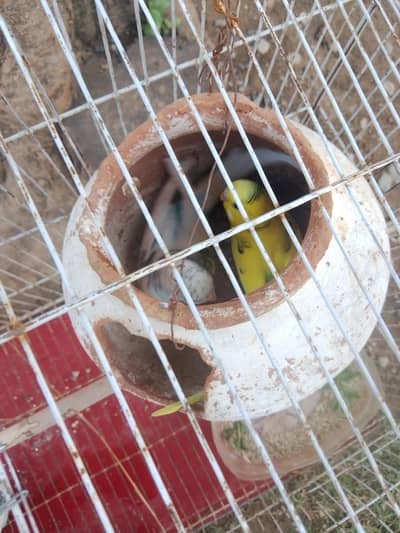 budgies parrots