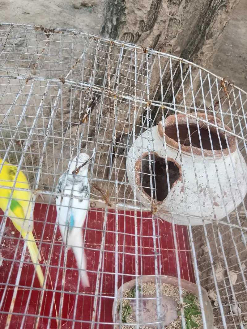 budgies parrots — photo 4