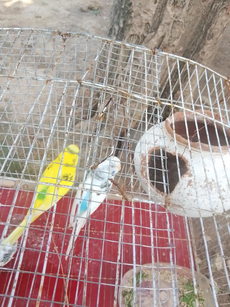 budgies parrots — photo 5
