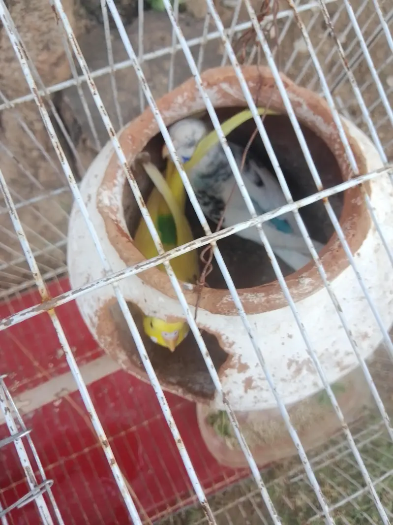 budgies parrots — photo 6