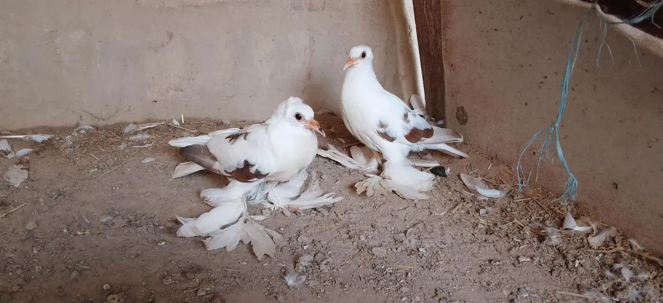 sahiwal — photo 2