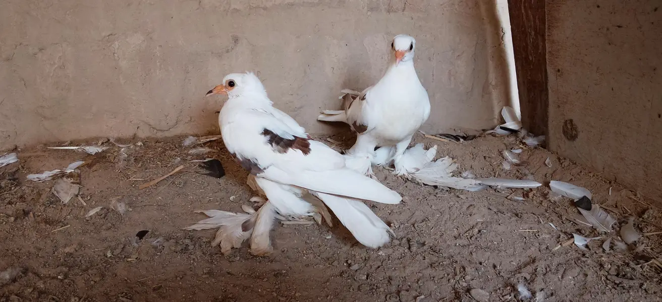 sahiwal — photo 3