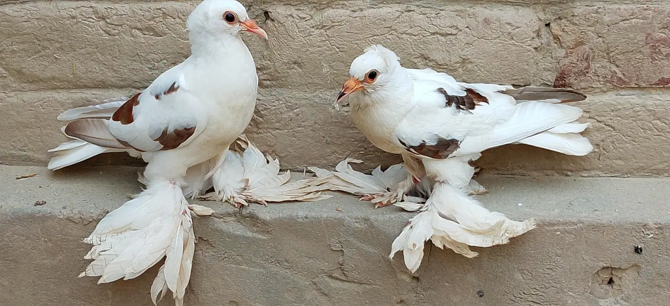 sahiwal — photo 4
