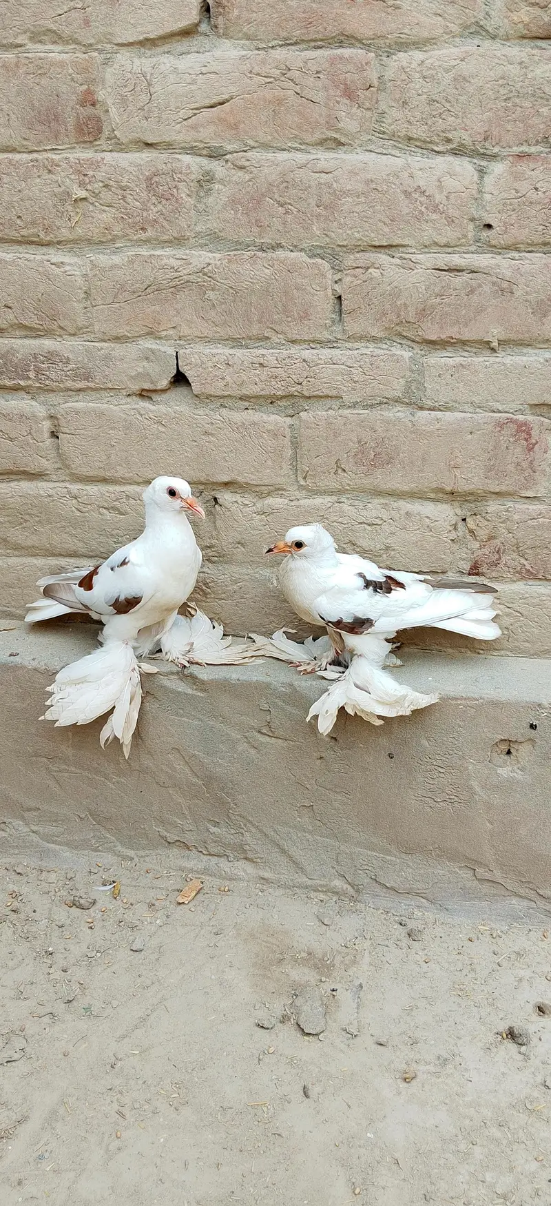 sahiwal — photo 5