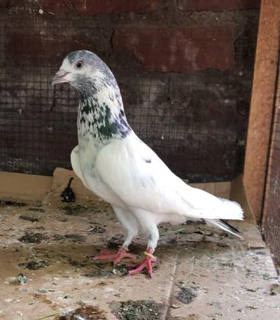 sialkoti batera male kamagar teddy etc for sale