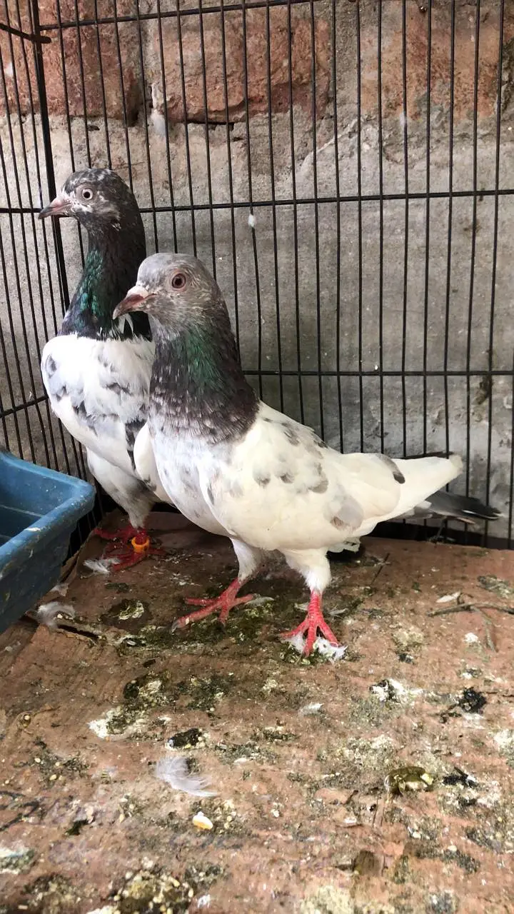 sialkoti batera male kamagar teddy etc for sale — photo 7