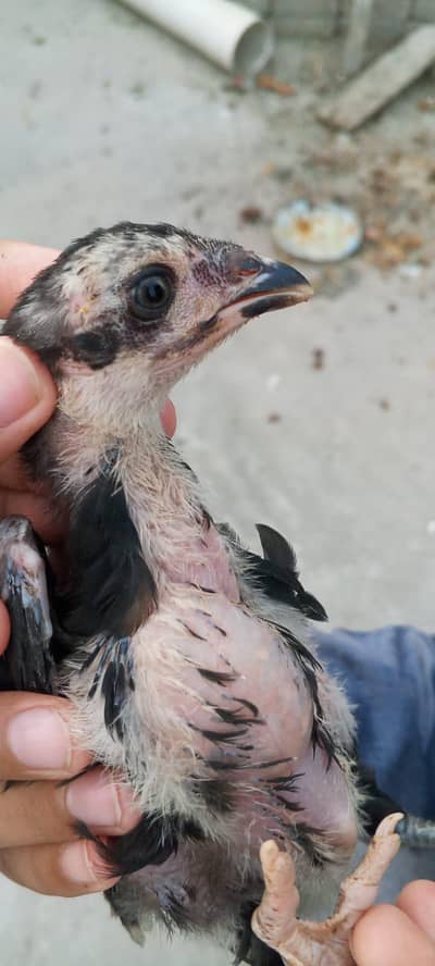 aseel chicks/mianwali chicks/Thai chicks/panus pakoye chicks