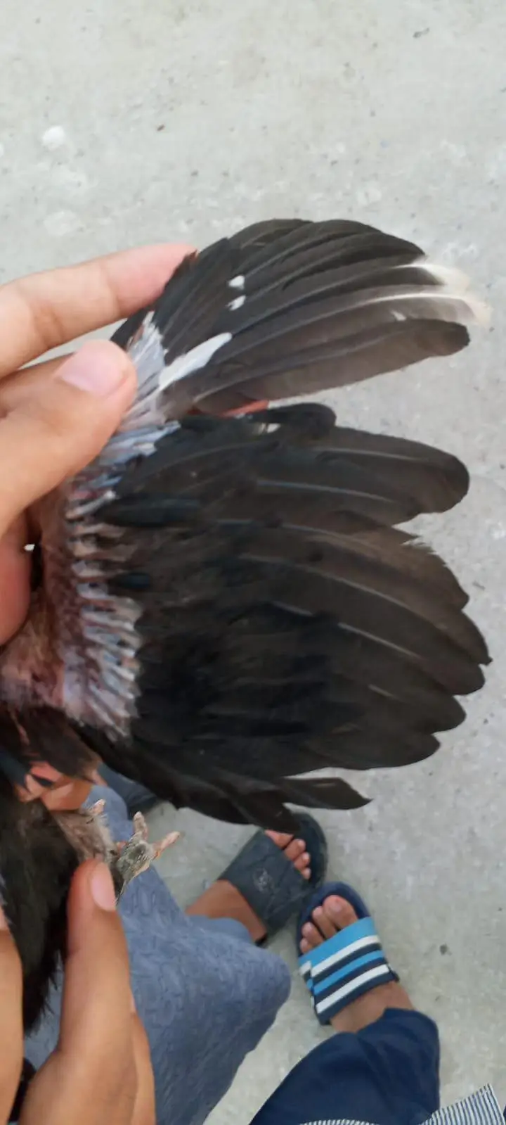 aseel chicks/mianwali chicks/Thai chicks/panus pakoye chicks — photo 2