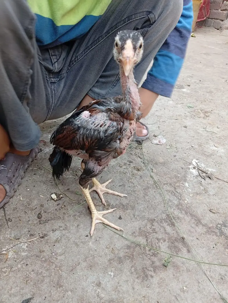 aseel chicks/mianwali chicks/Thai chicks/panus pakoye chicks — photo 7