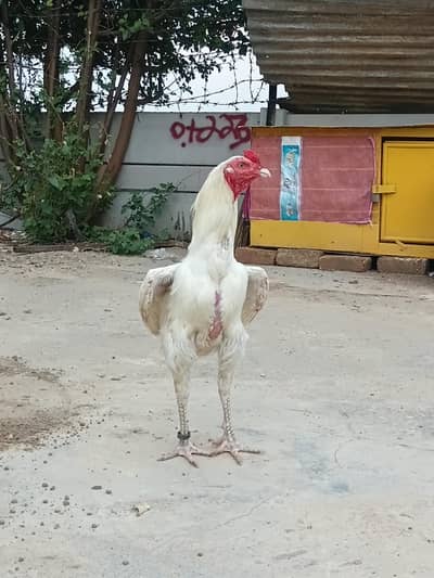 white aseel
