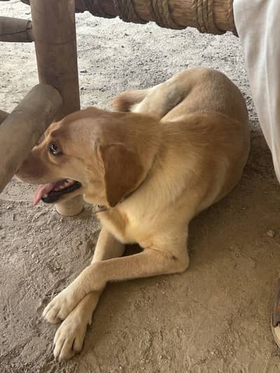 Labrador
